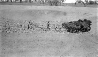 Ploughman Otto Herd in bowler hat drives a sixteen horse team belonging to Dam Sinker Contractor Arthur Beaty sinking an 8000 cubic yard dam at D.M. Ferguson's property 'Koondoo', 46 miles south of Blackall, July 1887