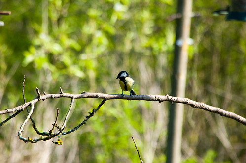 Great tit on a twig, Northycote
