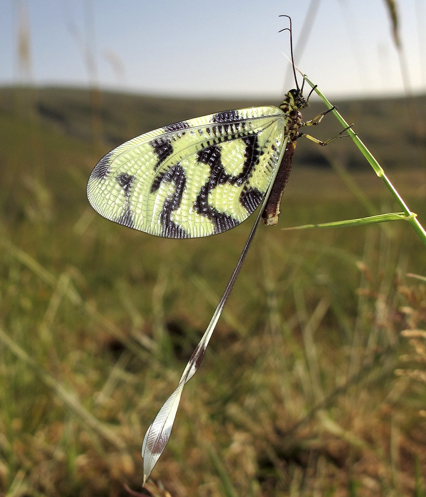 Thread-winged Lacewing | John Vallender | Flickr