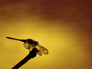 A Dragonfly Sunset