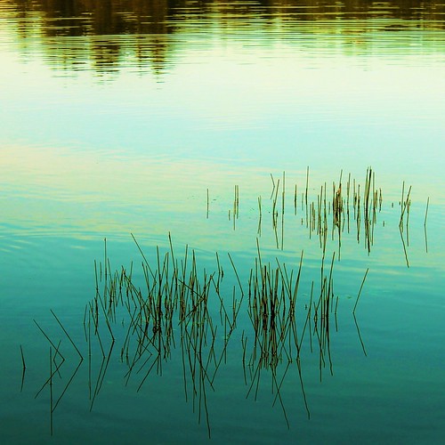 light lake plant water reflections square artistic outdoor fineart peaceful silence serenity serene