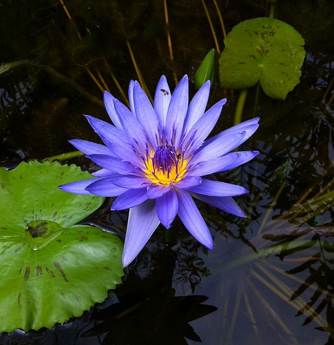 Blue water lily | Nymphaea nouchali | S Vicky | Flickr