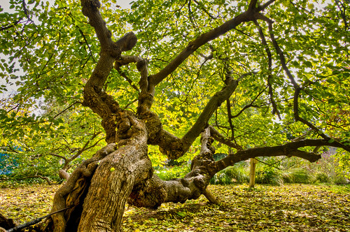 park autumn trees plants color fall gardens botanical virginia richmond