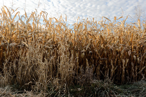field corn raw michigan farm grasses roxand mulliken maize joeldinda sunfield sunnyfield 1v2