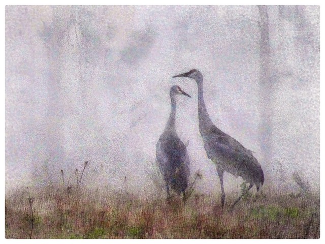 Sandhill Cranes on a foggy morning