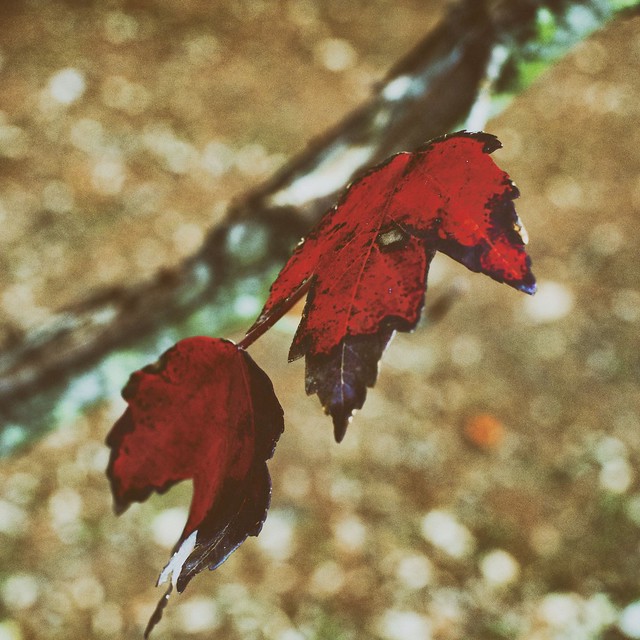Leaves at Hermann Park