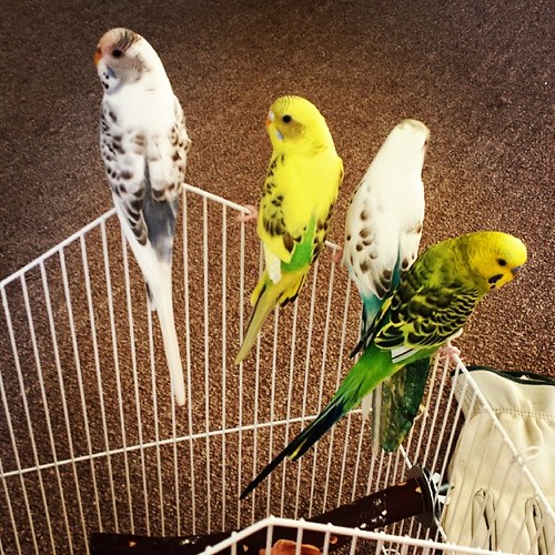 Ireland, Dali, Livia, and Sylvester :) #prettybirds #parakeets #parakeetsofinstagram #postmypet #petsofinstagram | by EmilyRamirez92