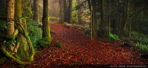 The Misty Forest || MOUNT WILSON || BLUE MOUNTAINS by rhyspope, Just had a blog written on photographyblogger.net:
<a href="http://www.photographyblogger.net/17-stu
