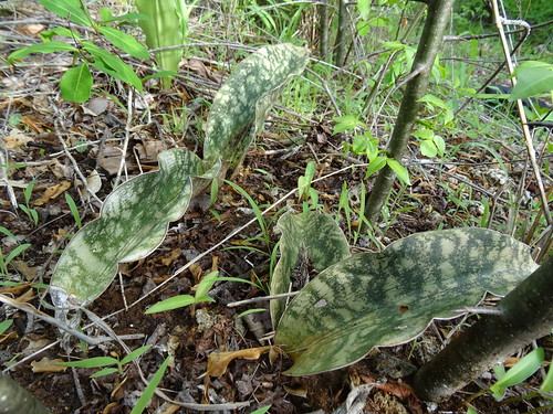 Sansevieria kirkii by obety Jose Baptista, sansevieria kirkii from pemba bay in Cabo Delgado province                     sansevieria mozambiqu