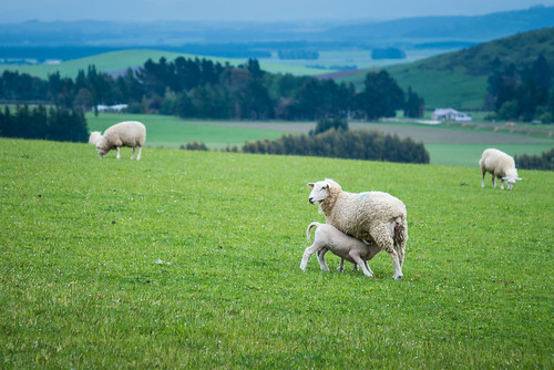world travel newzealand nature animals sheep pacific farm snapshot snaps southisland southland eyrecreek southlandregion middome
