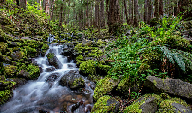 Forest Stream, Washington