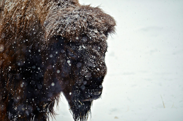 Snowy Buffalo