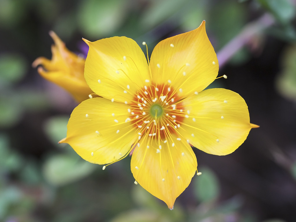 Mentzelia lindleyi | One flower amongst a big population of … | Flickr