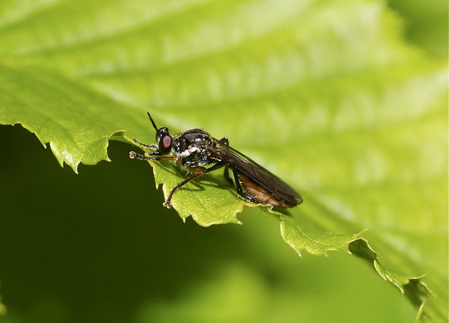 Robberfly --- Dioctria baumhaueri