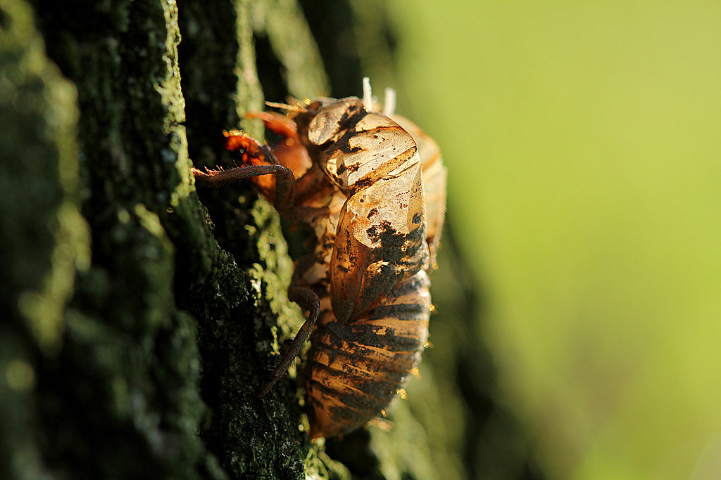empty shell of cicada nymph | still has the dried mud on it … | Flickr