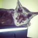 Elvira na melhor cama: a impressora. #cat #amaro #gato
