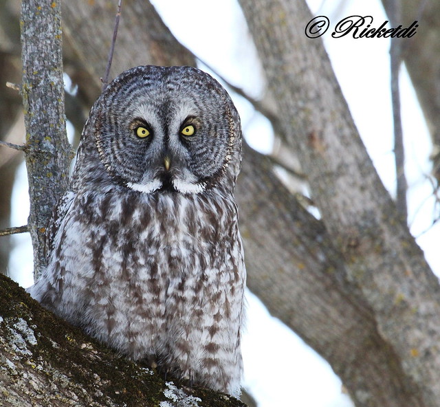 Chouette Lapone- Great Gray Owl