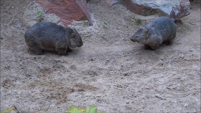 Common Wombat.Feeding frenzy! All I said was: 