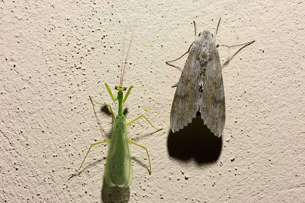 Mantis & Moth | Moth is Erinnyis ello. January 2015. REGUA, … | Flickr