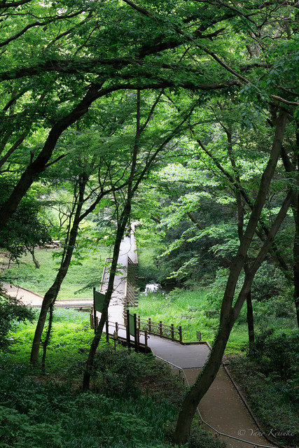 Higashitakane Shinrin Park / 東高根森林公園