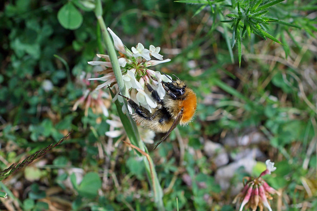 Moss Carder Bee, Loch Eriboll, Highland, Scotland