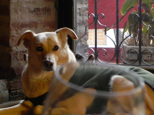 Coco, mi perro fiel. | by islaenpeso