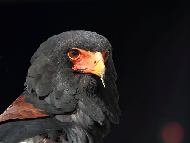 'Talisman' the Bateleur Eagle
