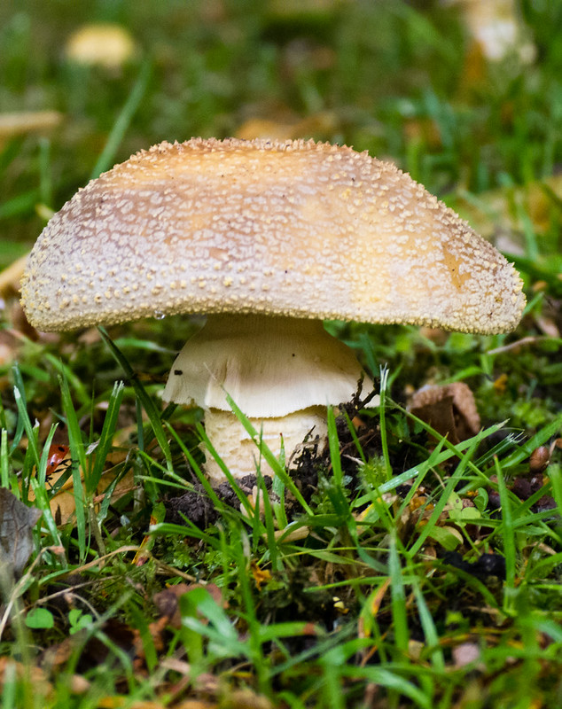 Grey spotted amanita