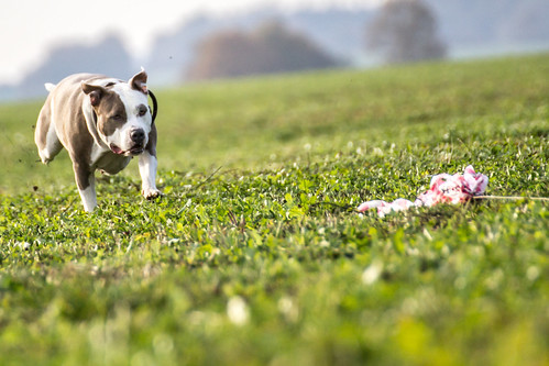 IMG_2812 by Roman Franěk, blue autumn pitbull lure coursing catahoula lurecoursing louisinaleoparddog