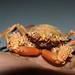 Flickr photo 'Majidae>Schizophrys aspera Rough Spider crab DSCF6481' by: Bill & Mark Bell.