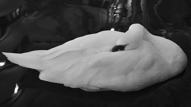 Second Swan | 324/365 2013