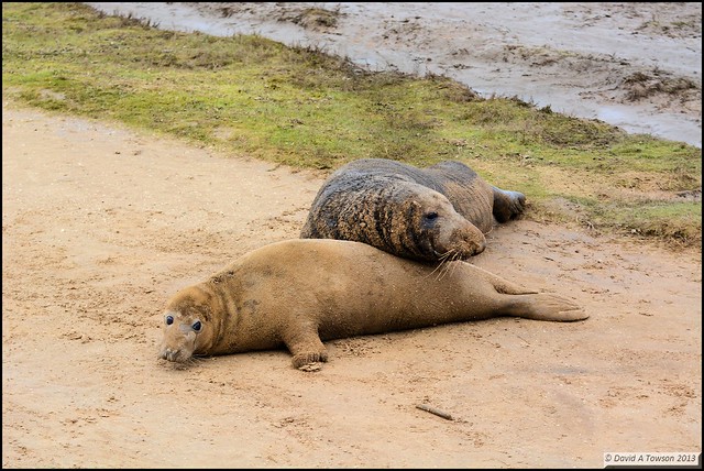 Bull & Cow Seals at Donna Nook, Nature Reserve
