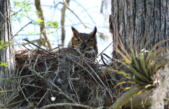 At the FakaHatchee Strand of the Great Cypress Swamp:  A Great Horned Owl on a Nest