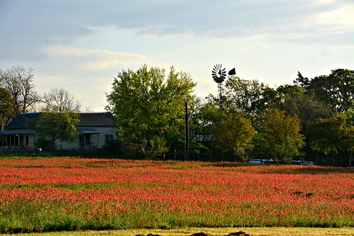 windmill sunrise nikon texas wildflowers fredericksburg paintbrushes