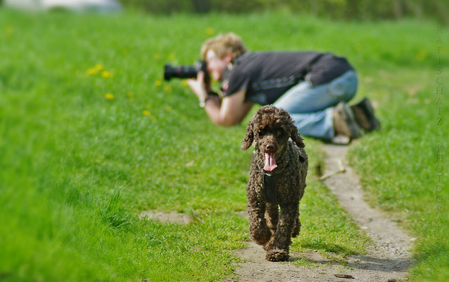 the dog and it's personal photographer