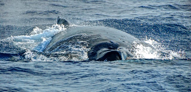 Whale watching in Kona, Hawaii