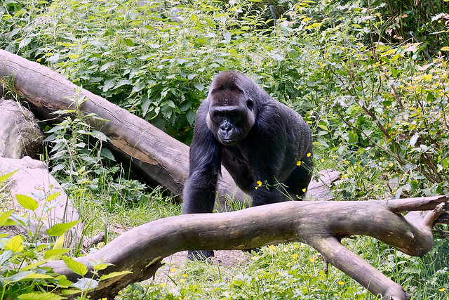 Western Lowland Gorilla (Gorilla gorilla gorilla) at Woodland Park Zoo (25)