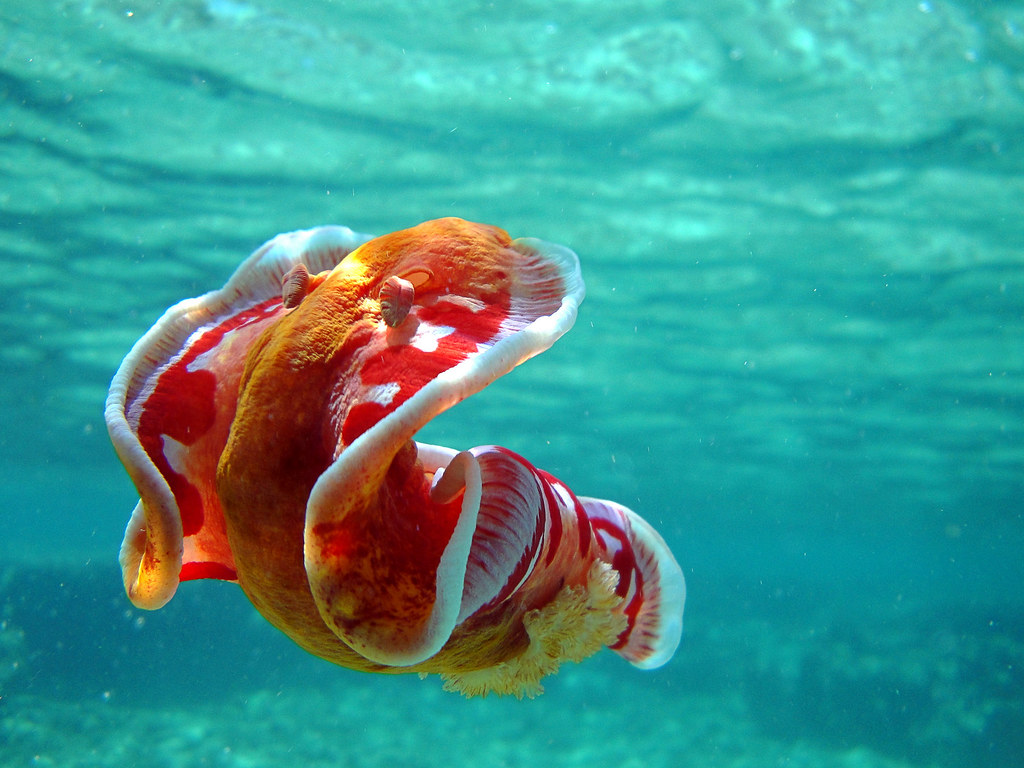 Dancer Fish Spanish Dancer