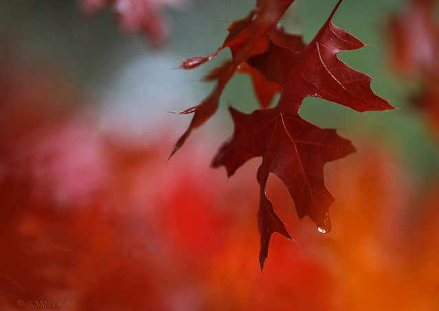 November's Red Oak