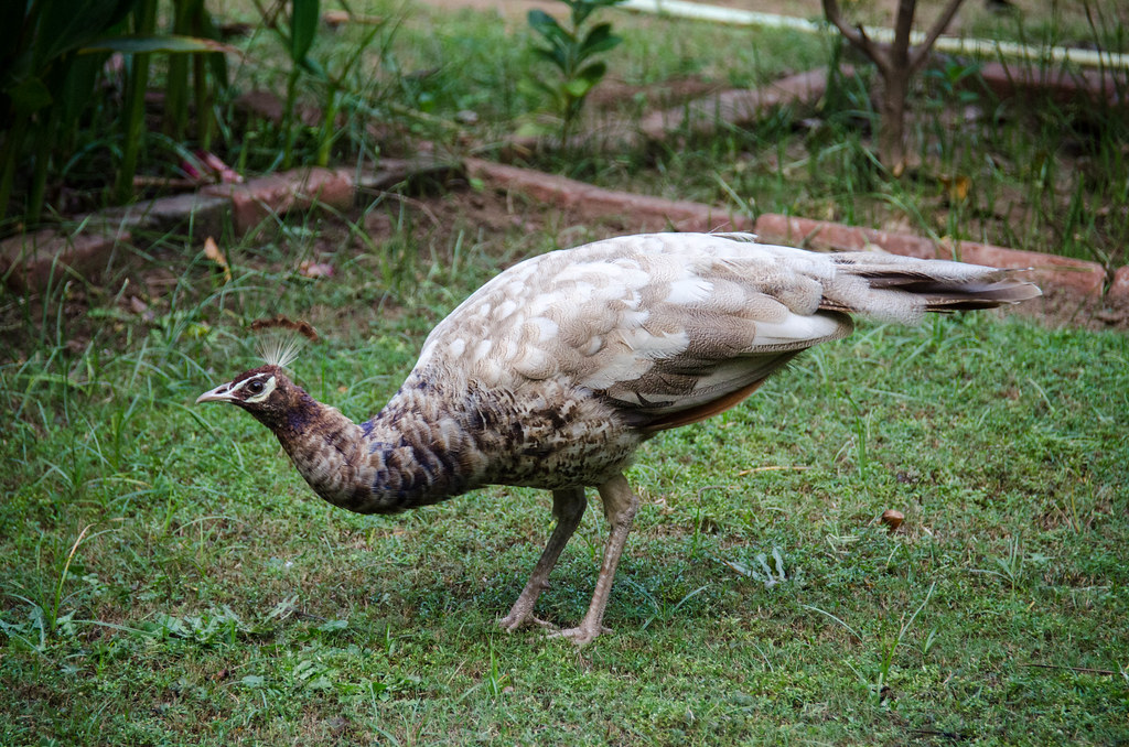 Juvenile Peacock
