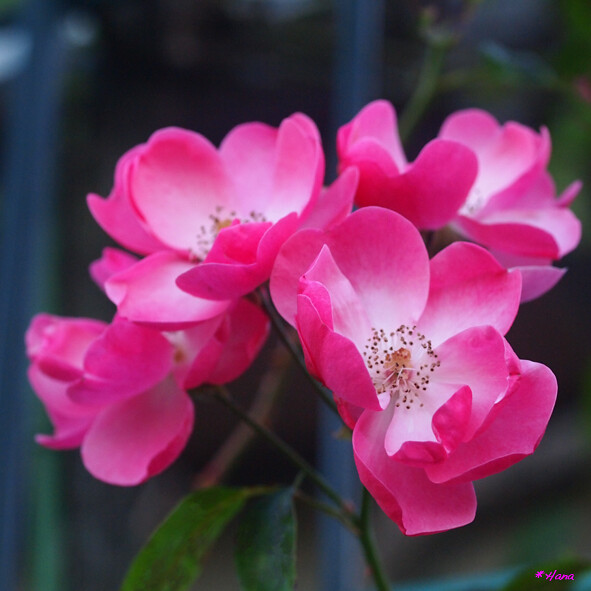 アンジェラ Angela ピンクの薔薇の花言葉は 上品 愛を持つ 淑やか 私の気持ち だそうです Flickr