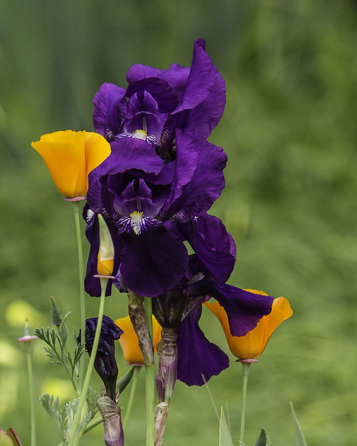 Iris and California Poppy