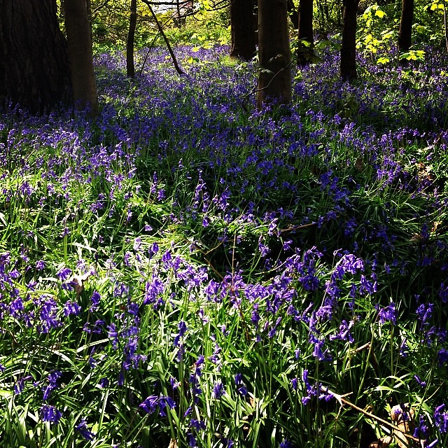 Bluebells in Reigate Heath