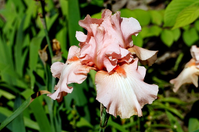 Bearded Iris 'Pink Salmon'