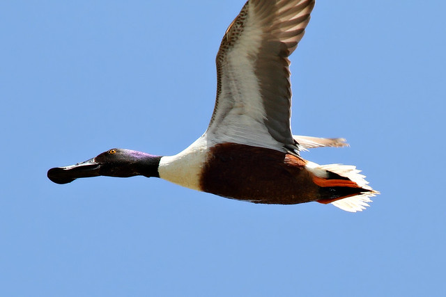 Northern Shoveler Duck