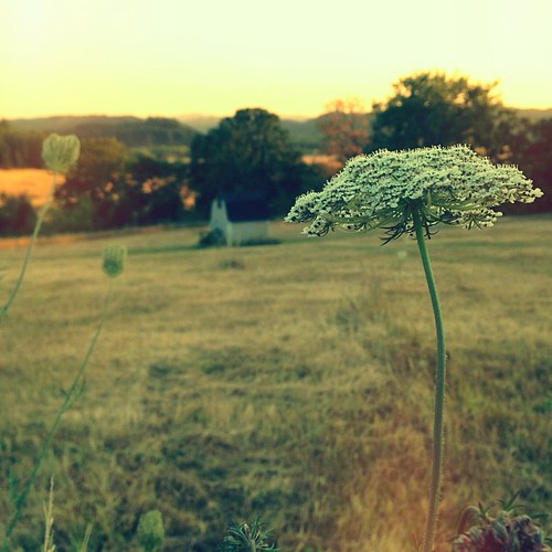Explorin' the Country #focus #blur #shed #field #farm #country #cameraplus #dianafilter #trees #sky #sunset #sundown | by Chris Langenberg