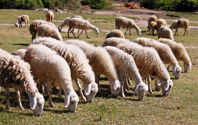 IMG_7086-2 | White Woolly Sheep Grazing