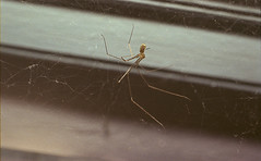 long-legged spider surrounded by webbing