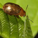 Flickr photo 'Gonioctena pallida ? (Chrysomelidae)' by: gbohne.