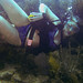 Culebra Diver